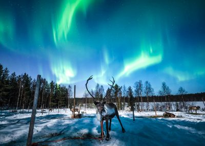 Chasing Auroras by Reindeer Safari