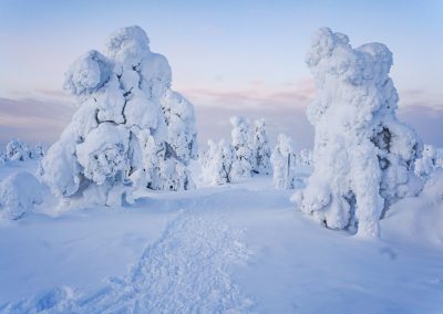 Magical Frozen Forests of Riisitunturi