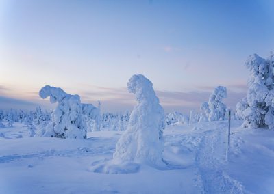 Magical Frozen Forests of Riisitunturi