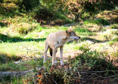 Meet all the Arctic animals in Ranua Wildlife Park