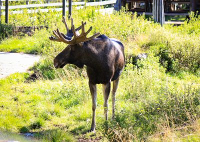 Meet all the Arctic animals in Ranua Wildlife Park