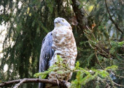 You will meet eagles, owls, goshawks and many others