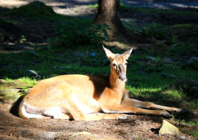Deer in Ranua Wildlife Park