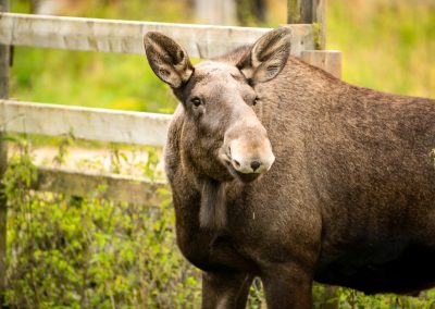 Meet all the Arctic animals in Ranua Wildlife Park