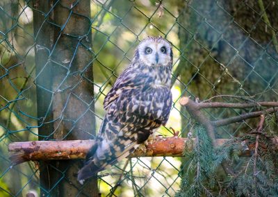 Ranua Wildlife Park offers to see around 50 different species of Arctic animals