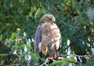 You will meet eagles, owls, goshawks and many others