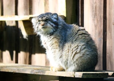 Amur leopard cat