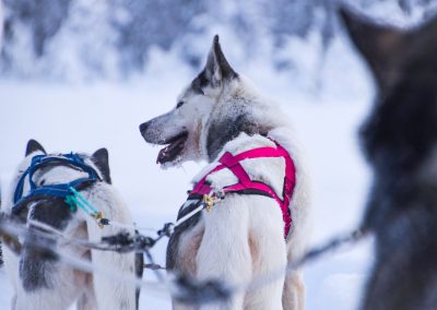 Husky Safari in Lapland
