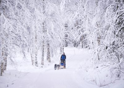 Husky Safari in Lapland