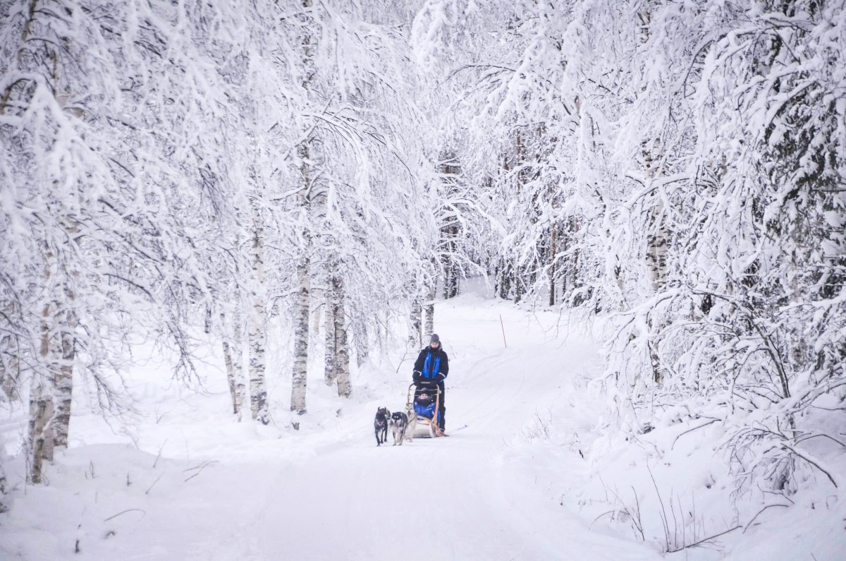 Husky Safari in Lapland Husky Safari in Lapland