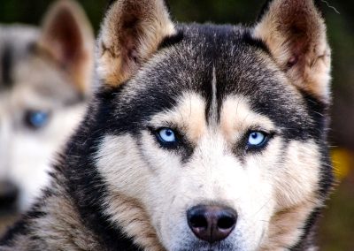 Husky Safari in Rovaniemi