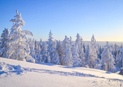 Beautiful frozen Taiga forest in Rovaniemi