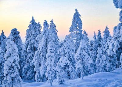 Wilderness Survival Tour with Wild About Lapland