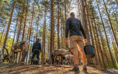 Want to enjoy summer in Rovaniemi? Visit a lovely reindeer farm!