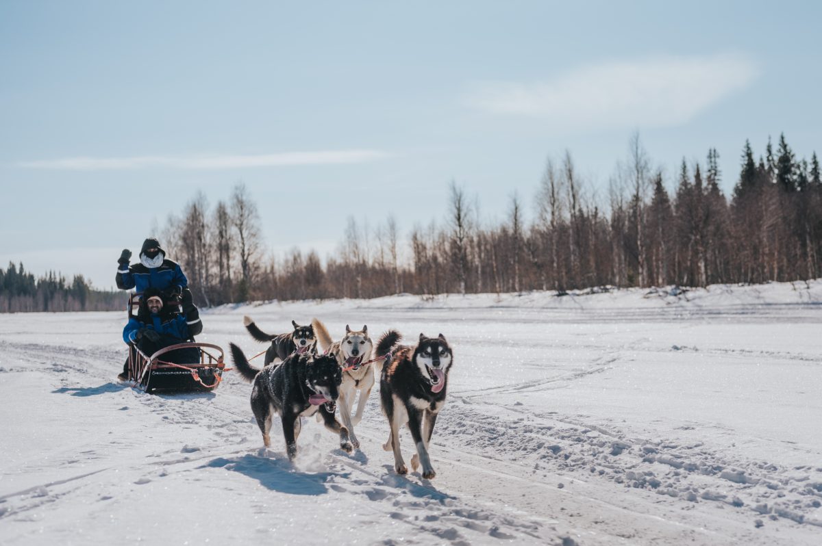 The Husky Forest Escape - 10 km Husky Safari