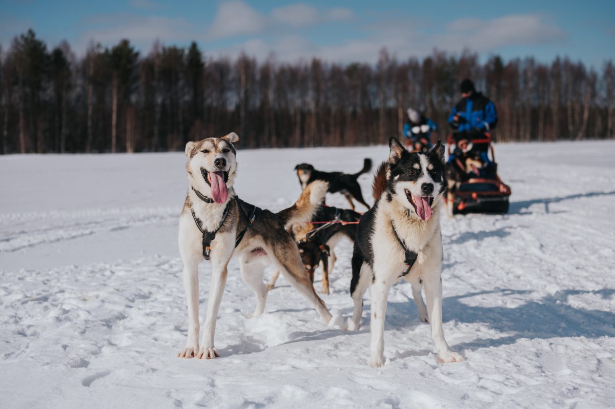 Trail of Tails - 5 km Husky Adventure