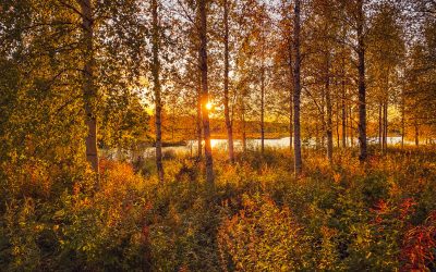 What to do in Rovaniemi in November
