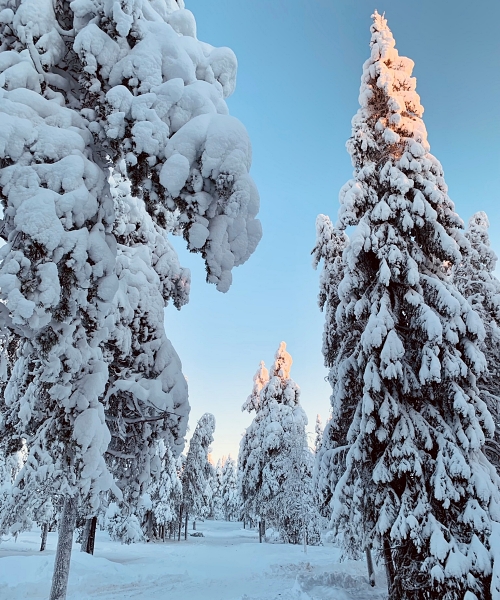 Snowshoeing in Rovaniemi