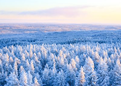 Winter Forest Tour in Lapland