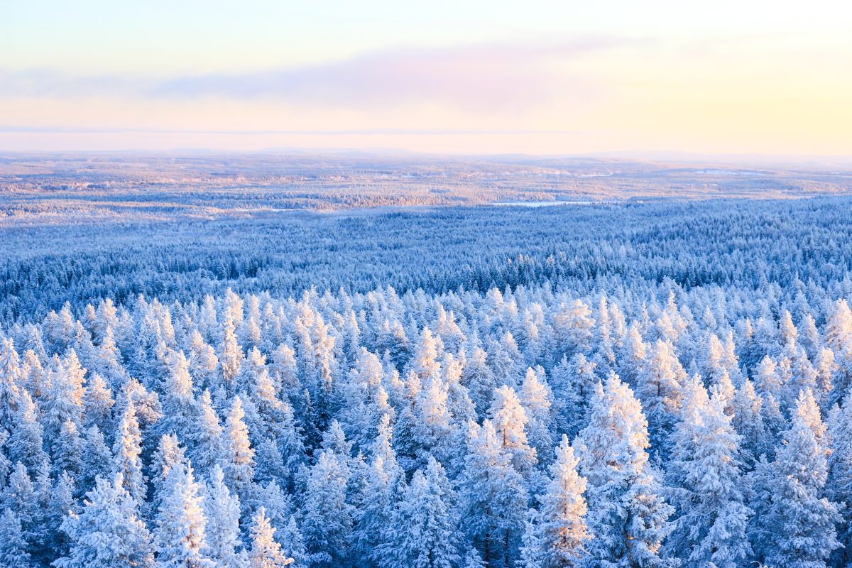 Winter Forest Tour in Lapland Winter Forest Tour in Lapland