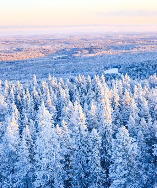Wilderness Survival Tour in Rovaniemi
