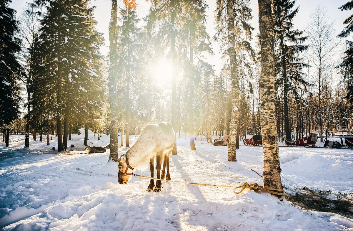 Reindeer Farm Visit & Sleigh Ride in Rovaniemi