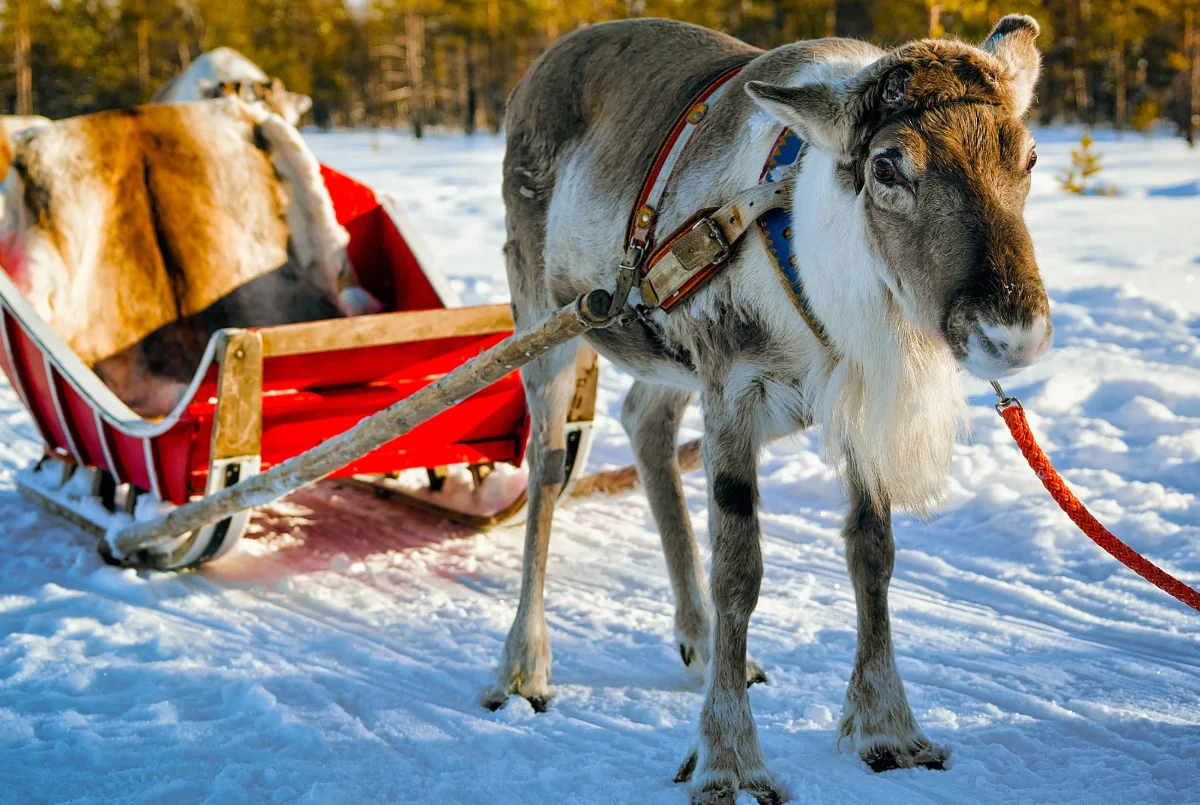Reindeer Farm Visit & Sleigh Ride in Rovaniemi