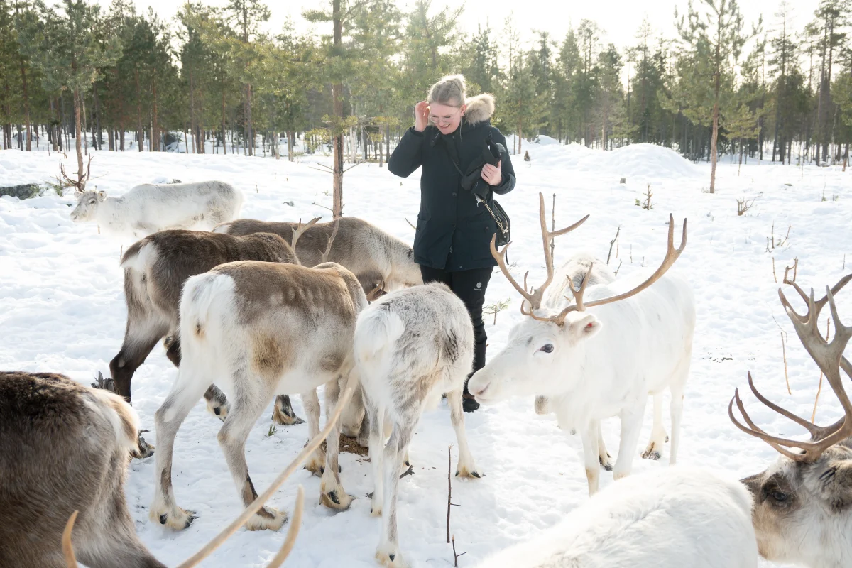 Taava Reindeer Farm in Lapland