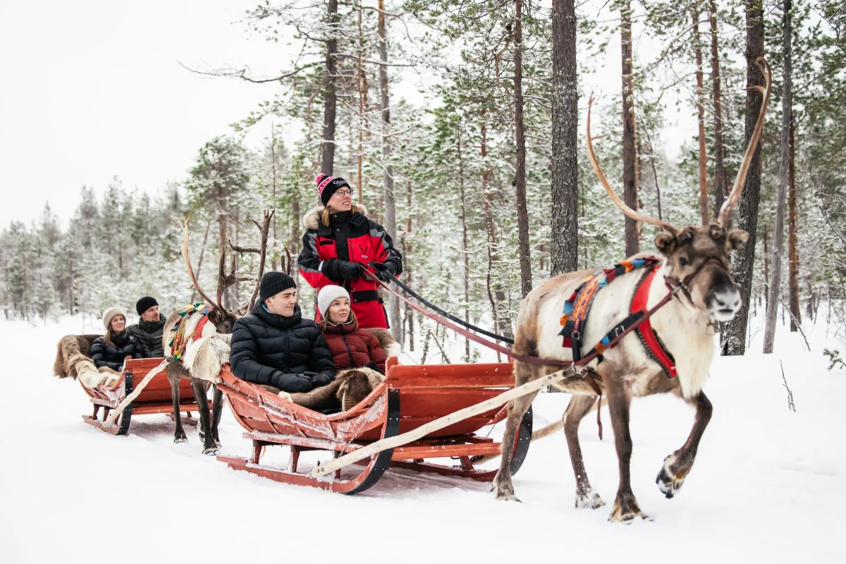 Daytime Reindeer Safari in Rovaniemi